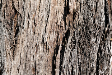 Texture of old eucalyptus tree bark 