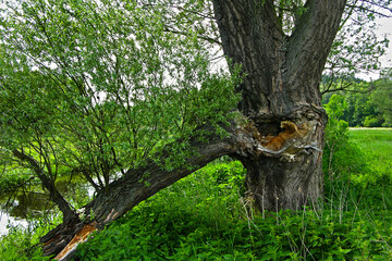 stare drzewo © MAYAVADA