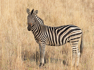 Burchell's zebra (Equus quagga burchellii) in a dry golden grass savanna, Pilanesberg National Park, South Africa.