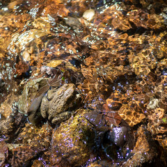 Camouflaged American Toad sits off center in colorful creek bed stones. Selective focus on toad as water swirls around him. Full frame image with bold natural colors, contrasting textures, copy space.