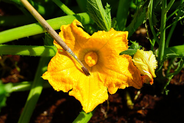 Hand pollinating zucchini flowers with a paint brush