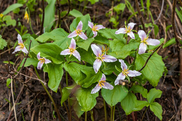 Pink and white trillium patch