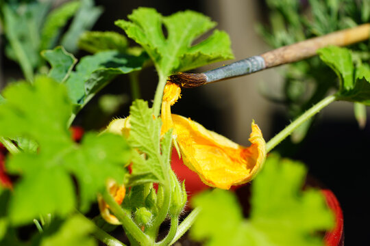 Hand pollinating zucchini flowers with a paint brush