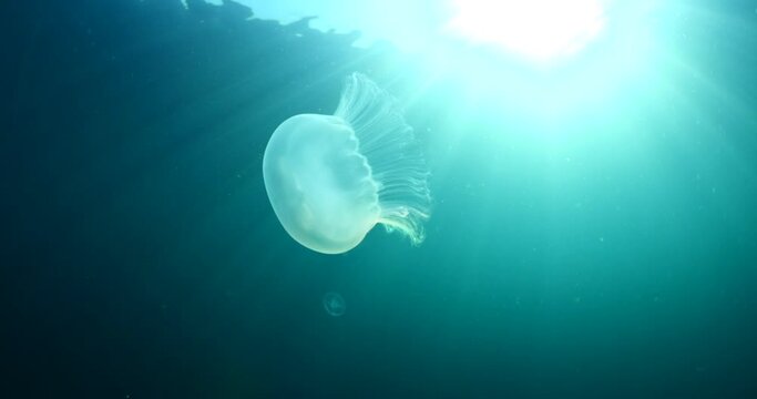 moon jellyfish scenery underwater moving slow and close sun beams and sun rays