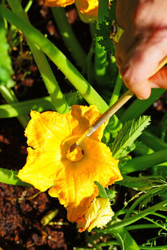 Hand pollinating zucchini flowers with a paint brush