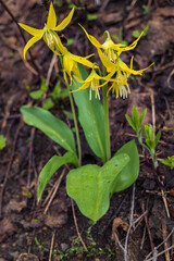 Glacier Lilies