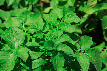 Green tea leaves growing in the plantation