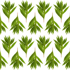 Herbarium tropical green leaves seamless on white background.