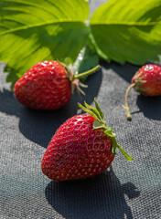 Close-up of three ripe red strawberries on black