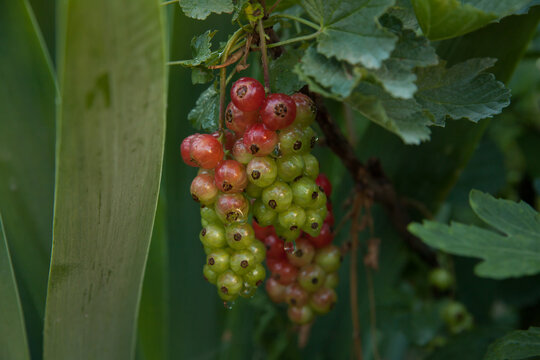 spet berry currant in June