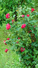 Krzew kwiatu róży