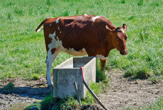 Cow standing beside the watering trough on a farm and being attacked by fies