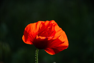 Fototapeta na wymiar Red poppy on the lawn in the garden on a summer day.