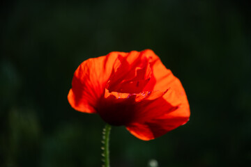 Red poppy on the lawn in the garden on a summer day.