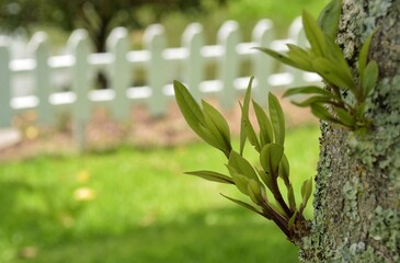 Close-up of a tree's sprout with a wooden fence in the backround.