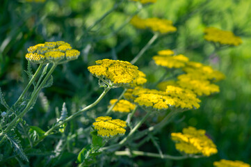 Achillea filipendulinayarrow nosebleed yellow flowers in bloom, ornamental flowering plant, bouquet on tall green stem