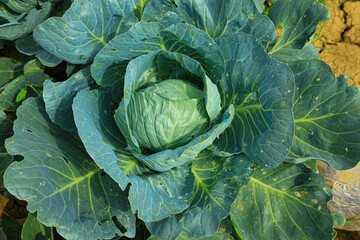 Obraz premium A green cabbage with leaves on the ground