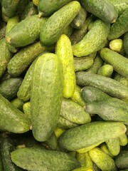 fresh green cucumbers on the supermarket counter