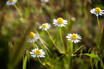Daisies on the lawn in the garden during the day.