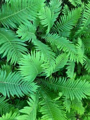 Fototapeta na wymiar fern leaves background