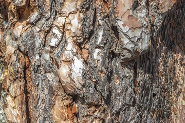 Texture of pine bark. Tree close up. Screensaver on the theme of nature. Tree trunk. Wood background. Design element.