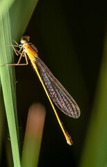 close-up view of a small damselfly in natural habitat