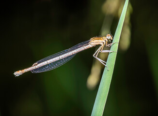 close-up view of a small damselfly in natural habitat