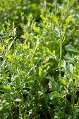 Arugula ripening on a garden bed on a sunny morning.