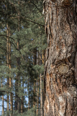 Texture of pine bark. Tree close up. Screensaver on the theme of nature. Tree trunk. Wood background. Design element.