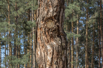 Fototapeta na wymiar Texture of pine bark. Tree close up. Screensaver on the theme of nature. Tree trunk. Wood background. Design element.