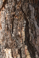Texture of pine bark. Tree close up. Screensaver on the theme of nature. Tree trunk. Wood background. Design element.