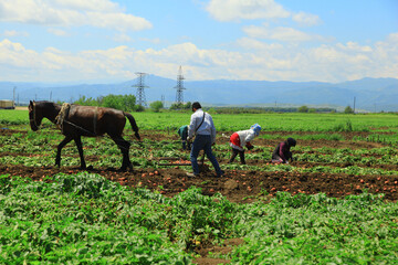 Farmers working in the plantation zone and a horse standing around