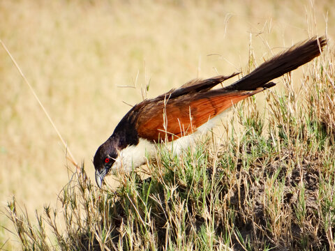 Botswana, North West, Ngamiland East, Khwai River, Tiputip Kuckuck
