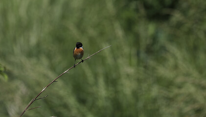 Schwarzkehlchen Vogel