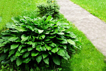 Beautiful green hosta growing by the concrete path on a grass lawn
