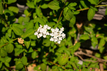 white flowers 