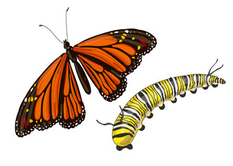 Monarch caterpillar and butterfly isolated on white background. Stock vector illustration.