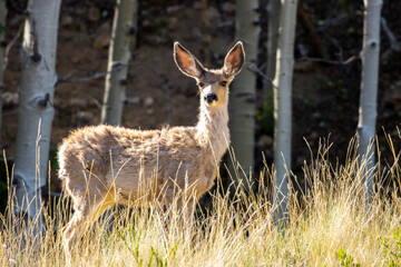 Deer in the Pike National Forest