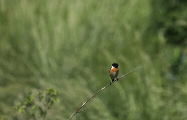 Schwarzkehlchen Vogel
