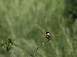 Schwarzkehlchen Vogel