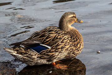 duck -or mallard - Anas platyrhynchos