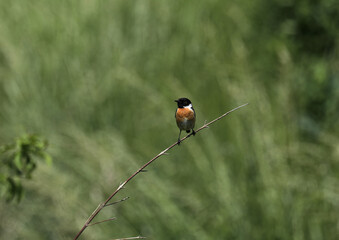 Schwarzkehlchen Vogel