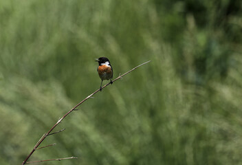 Schwarzkehlchen Vogel