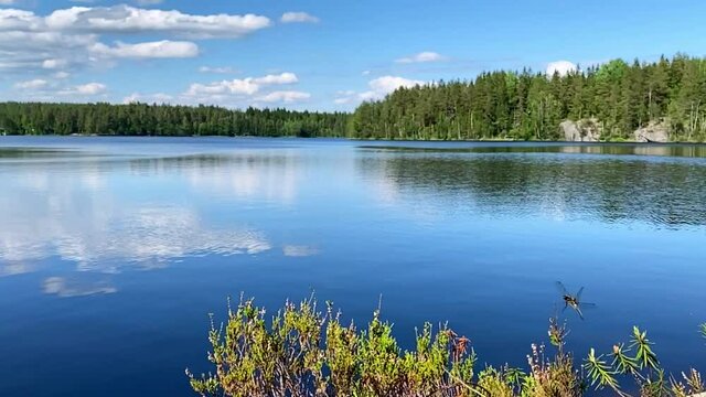 Slow motion dragonfly flying over beautiful lake. 