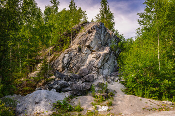 It's Russian forest close view of the trees