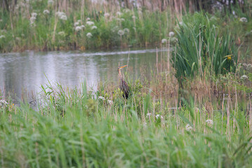 Purple Heron in his nesting habitat.