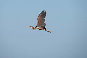 Obraz premium Purple Heron in his nesting habitat.