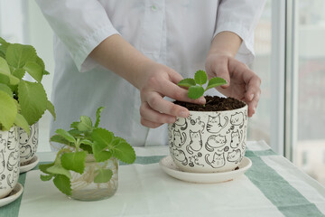 female hands prepare to put mint sprout into soil in flower pot. Planting new mint sprout. Home gardening concept.