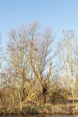 Dead and worm infested white willow along little river as a major ecological building stone and important natural value in the landscape