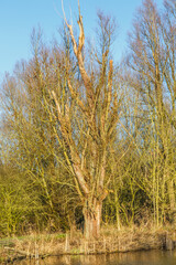 Fototapeta premium Dead and worm infested white willow along little river as a major ecological building stone and important natural value in the landscape